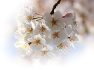 �t�̍�