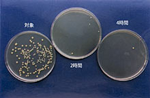 抗菌性試験黄色ブドウ球菌