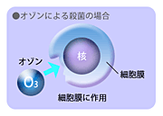 オゾン脱臭