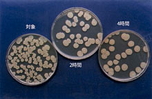 抗菌性試験セレウス菌